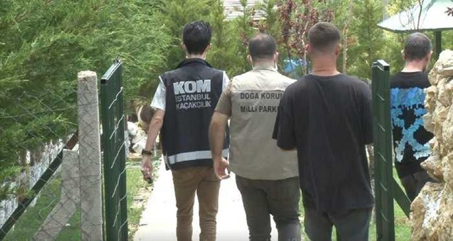 Mankene yavru aslan, iş adamına kaplan yavrusu!