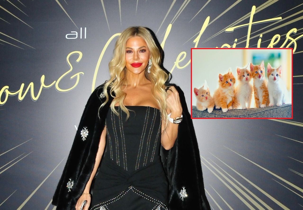 Sarıyer’de kediler kayboldu, Burcu Şendir harekete geçti