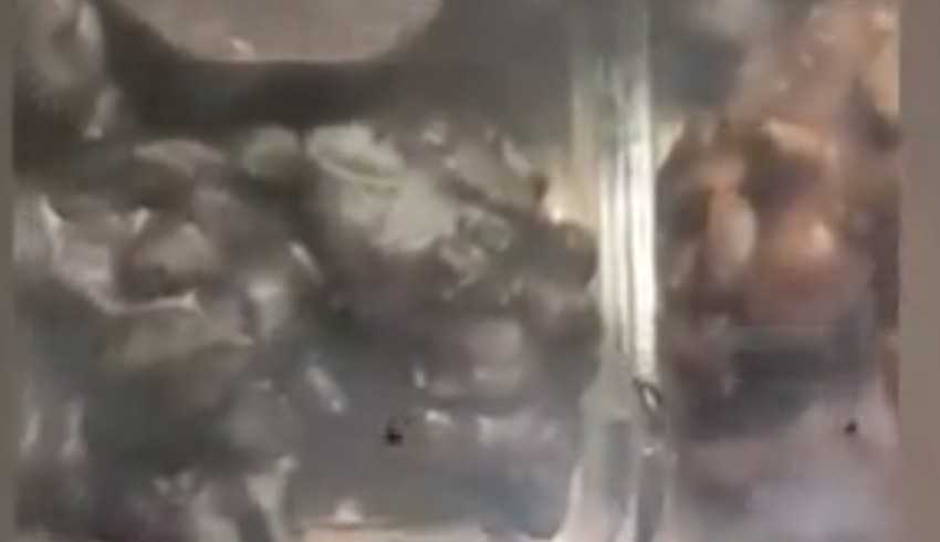 Akasya AVM’deki ünlü kahvecide böcek skandalı